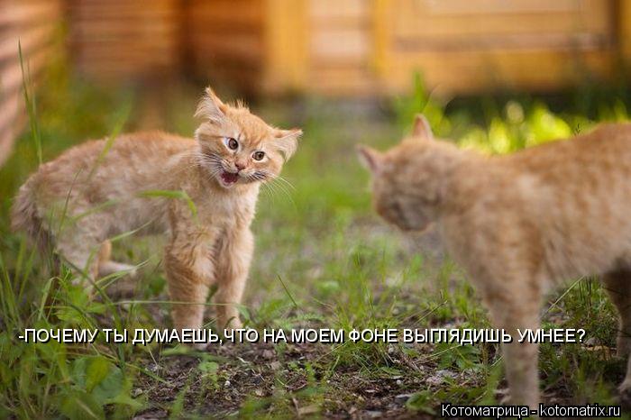 -ПОЧЕМУ ТЫ ДУМАЕШЬ,ЧТО НА МОЕМ ФОНЕ ВЫГЛЯДИШЬ УМНЕЕ?... Котоматрица: -ПОЧЕМУ ТЫ ДУМАЕШЬ,ЧТО НА МОЕМ ФОНЕ ВЫГЛЯДИШЬ УМНЕЕ?