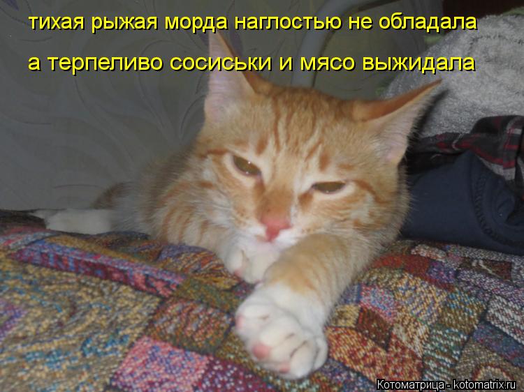 Котоматрица: тихая рыжая морда наглостью не обладала а терпеливо сосиськи и мясо выжидала