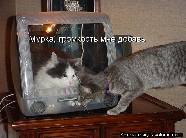 Мурка, громкость мне добавь... Котоматрица: Мурка, громкость мне добавь
