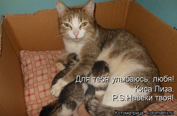Для тебя улыбаюсь, любя! Киса Лиза. P.S.Навеки твоя!... Котоматрица: Для тебя улыбаюсь, любя! Киса Лиза. P.S.Навеки твоя!