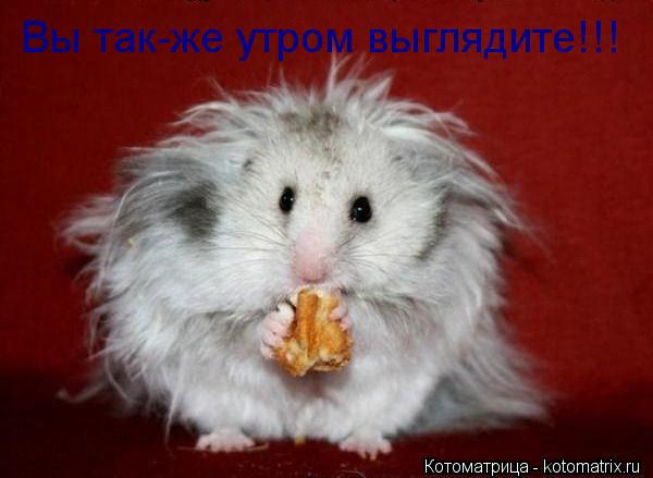 Котоматрица: Вы так-же утром выглядите!!!