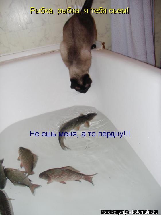 Котоматрица: Рыбка, рыбка, я тебя сьем! Не ешь меня, а то пёрдну!!!