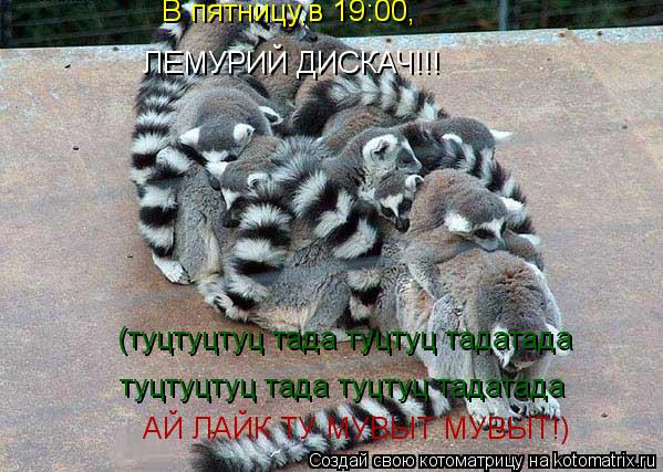 Котоматрица: В пятницу,в 19:00, ЛЕМУРИЙ ДИСКАЧ!!! (туцтуцтуц тада туцтуц тадатада туцтуцтуц тада туцтуц тадатада АЙ ЛАЙК ТУ МУВЫТ МУВЫТ!)