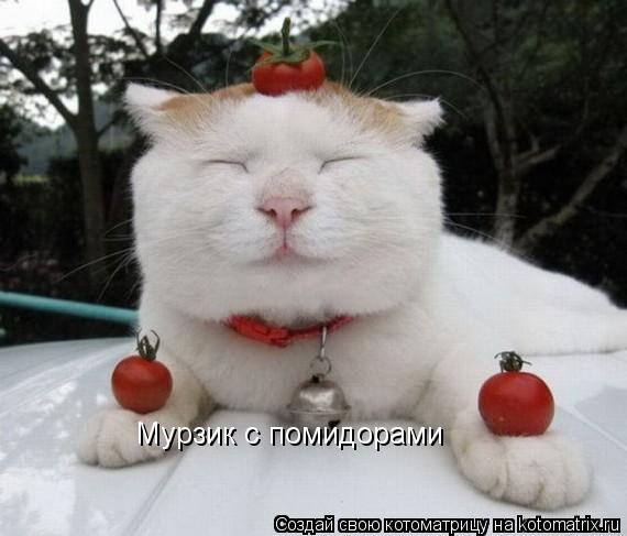 Котоматрица: Мурзик с помидорами