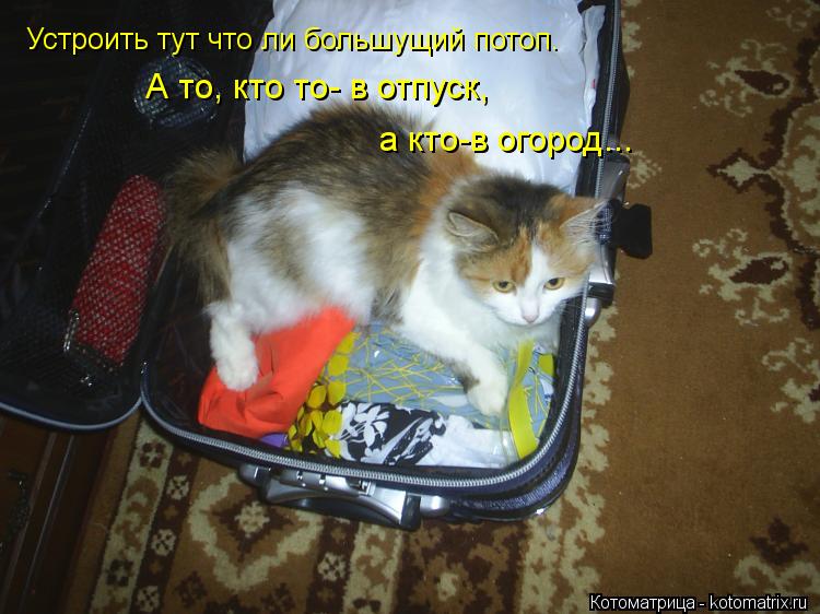 Устроить тут что ли большущий потоп. А то, кто то- в отпуск, а кто-в огород...... Котоматрица: Устроить тут что ли большущий потоп. А то, кто то- в отпуск, а кто-в огород...