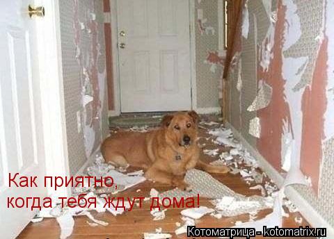 Котоматрица: Как приятно, когда тебя ждут дома!