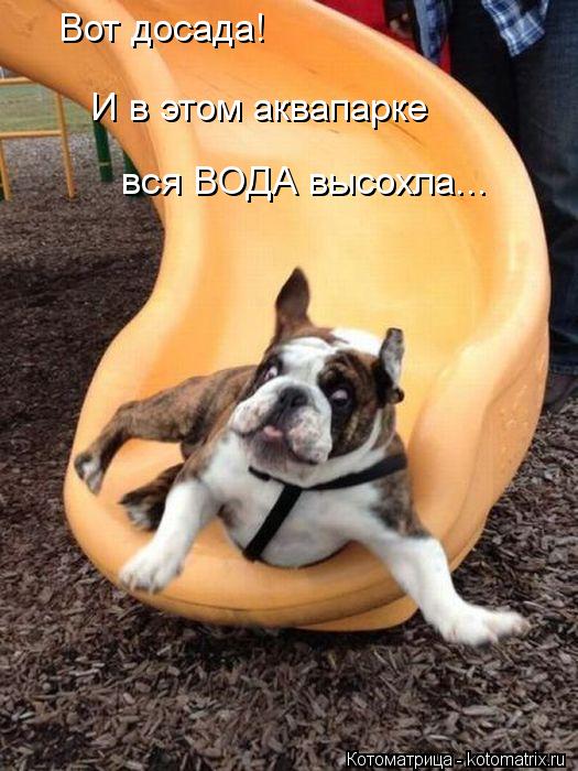 Вот досада! И в этом аквапарке вся ВОДА высохла...... Котоматрица: Вот досада! И в этом аквапарке вся ВОДА высохла...