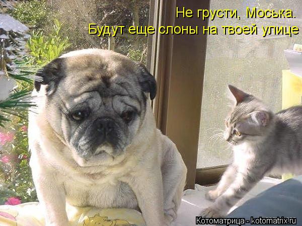 Котоматрица: Не грусти, Моська. Будут еще слоны на твоей улице