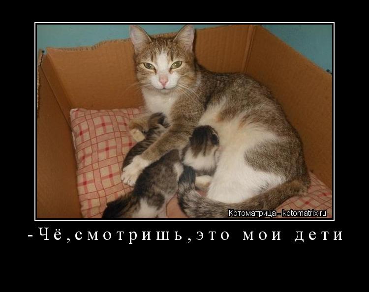 -Чё,смотришь,это мои дети ... Котоматрица: -Чё,смотришь,это мои дети