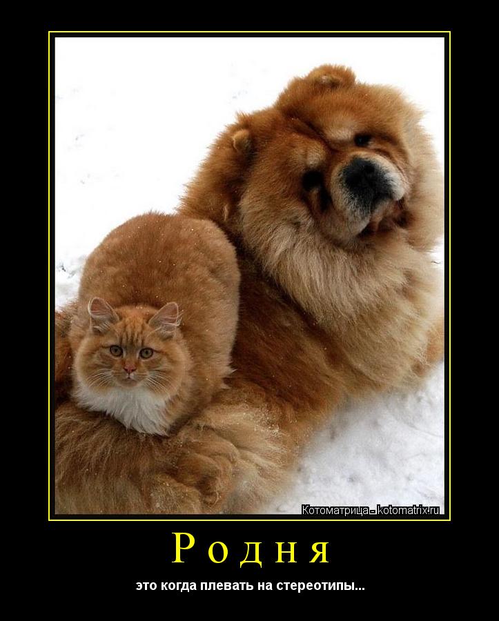 Котоматрица: Родня это когда плевать на стереотипы...