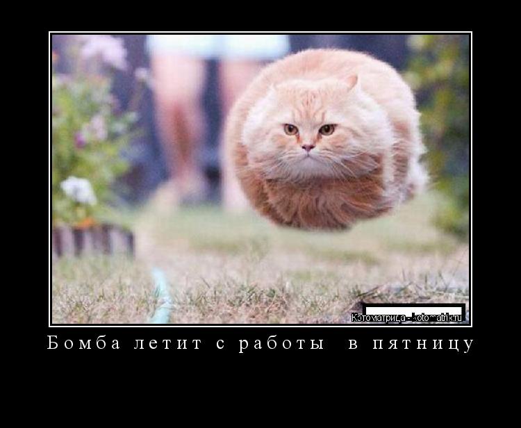 Бомба летит с работы в пятницу ... Котоматрица: Бомба летит с работы в пятницу