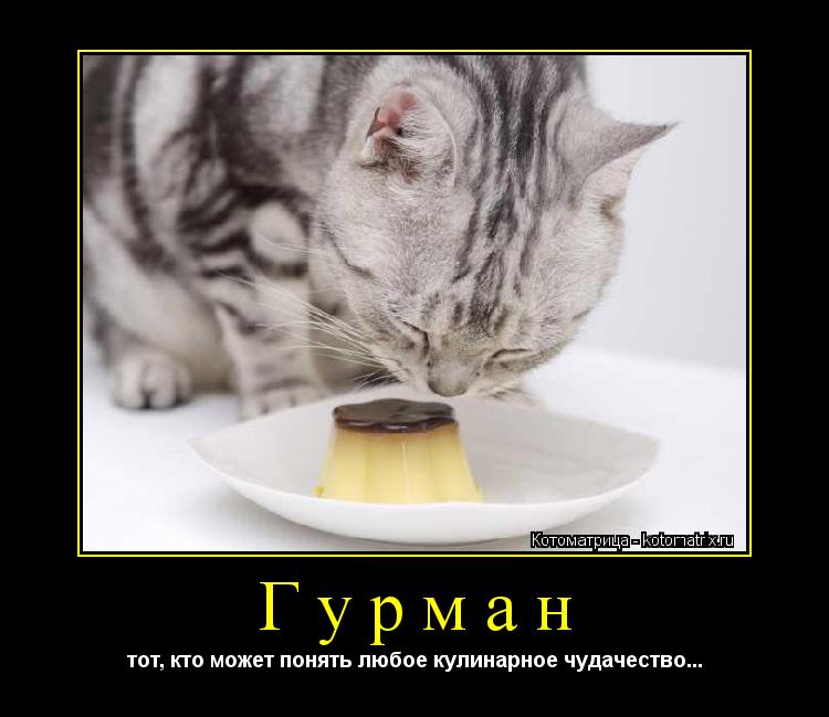 Гурман тот, кто может понять любое кулинарное чудачество...... Котоматрица: Гурман тот, кто может понять любое кулинарное чудачество...