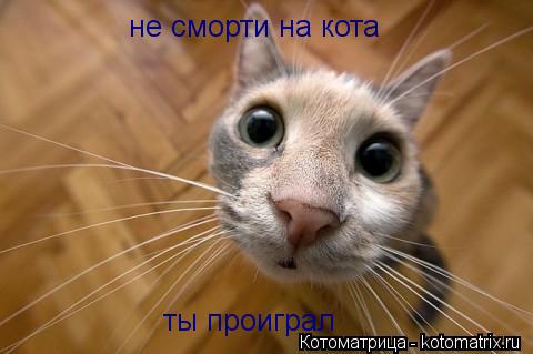 Котоматрица: не сморти на кота ты проиграл