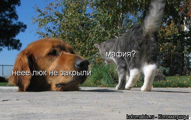 Котоматрица: мафия? неее люк не закрыли