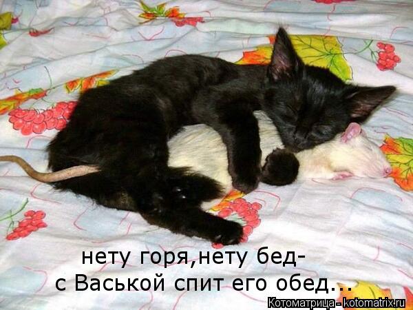 нету горя,нету бед- с Васькой спит его обед...... Котоматрица: нету горя,нету бед- с Васькой спит его обед...