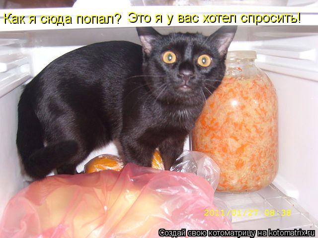 Как я сюда попал? Это я у вас хотел спросить!... Котоматрица: Как я сюда попал? Это я у вас хотел спросить!