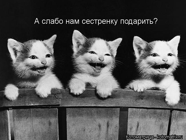 А слабо нам сестренку подарить?... Котоматрица: А слабо нам сестренку подарить?
