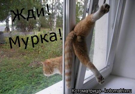 Мурка! Жди!... Котоматрица: Мурка! Жди!