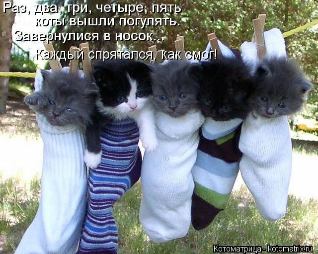 Раз, два, три, четыре, пять коты вышли погулять. Завернулися в носок... Каждый спрятался, как смог!... Котоматрица: Раз, два, три, четыре, пять коты вышли погулять. Завернулися в носок... Каждый спрятался, как смог!