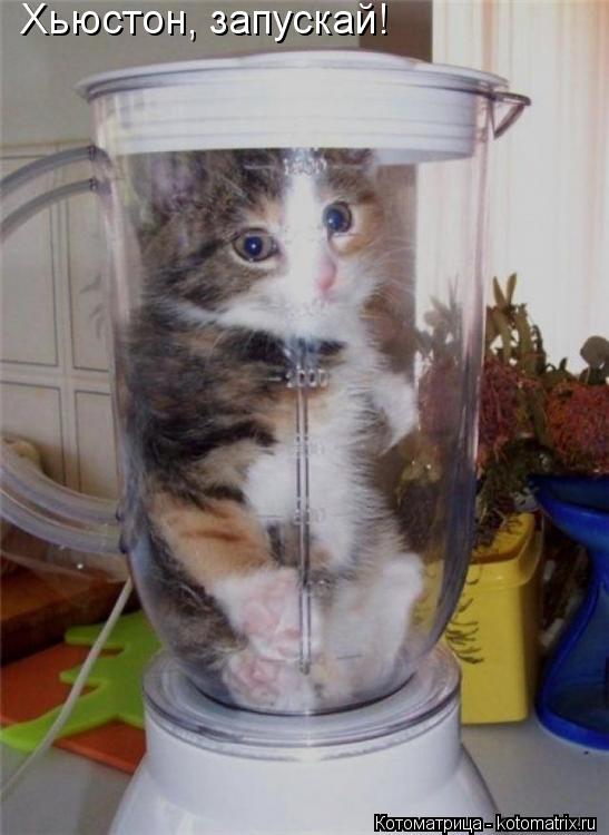 Котоматрица: Хьюстон, запускай!