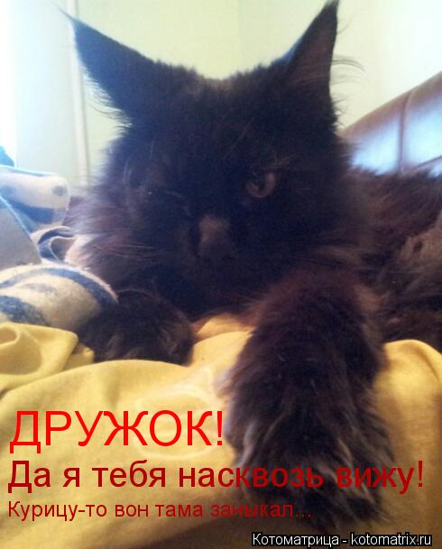 ДРУЖОК! Да я тебя насквозь вижу! Курицу-то вон тама заныкал...... Котоматрица: ДРУЖОК! Да я тебя насквозь вижу! Курицу-то вон тама заныкал...
