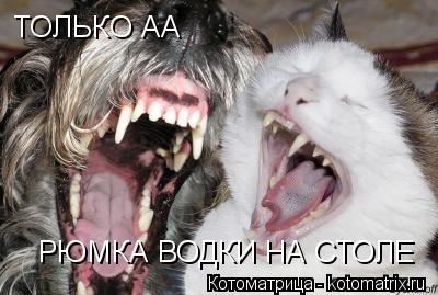ТОЛЬКО АА РЮМКА ВОДКИ НА СТОЛЕ... Котоматрица: ТОЛЬКО АА РЮМКА ВОДКИ НА СТОЛЕ
