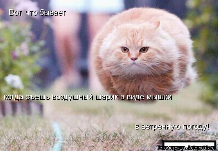 Вот, что бывает когда съешь воздушный шарик в виде мышки в ветренную погоду!... Котоматрица: Вот, что бывает когда съешь воздушный шарик в виде мышки в ветренную погоду!