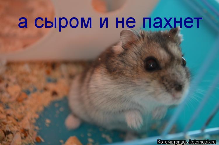 а сыром и не пахнет... Котоматрица: а сыром и не пахнет
