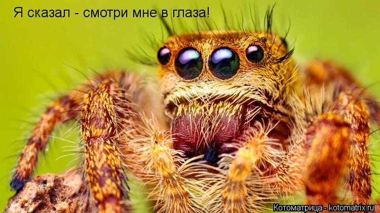 Я сказал - смотри мне в глаза!... Котоматрица: Я сказал - смотри мне в глаза!