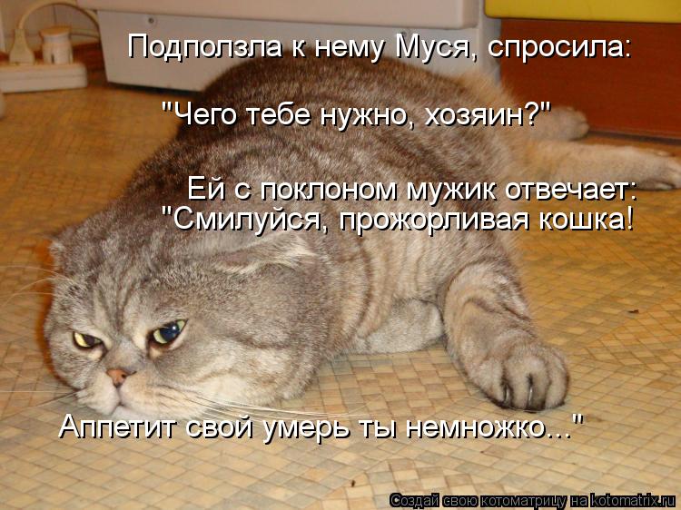 Подползла к нему Муся, спросила: Аппетит свой умерь ты немножко..." "Чего тебе нужно, хозяин?" Ей с п... Котоматрица: Подползла к нему Муся, спросила: Аппетит свой умерь ты немножко..." "Чего тебе нужно, хозяин?" Ей с поклоном мужик отвечает: "Смилуйся, прожорли