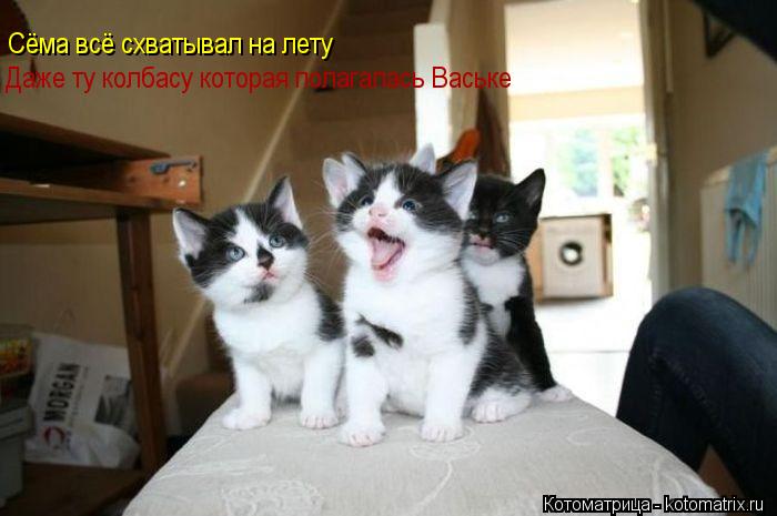 Cёма всё схватывал на лету Даже ту колбасу которая полагалась Ваське... Котоматрица: Cёма всё схватывал на лету Даже ту колбасу которая полагалась Ваське