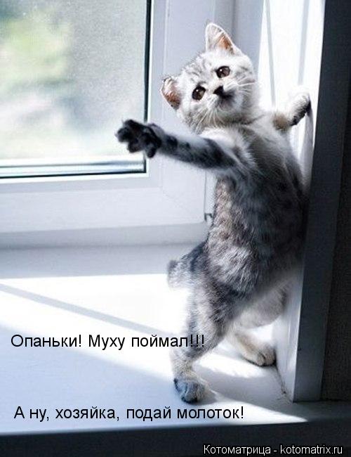Опаньки! Муху поймал!!! А ну, хозяйка, подай молоток!... Котоматрица: Опаньки! Муху поймал!!! А ну, хозяйка, подай молоток!