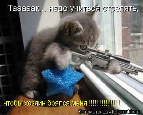 Тааааак... надо учиться стрелять, чтобы хозяин боялся меня!!!!!!!!!!!!!!!!!!... Котоматрица: Тааааак... надо учиться стрелять, чтобы хозяин боялся меня!!!!!!!!!!!!!!!!!!