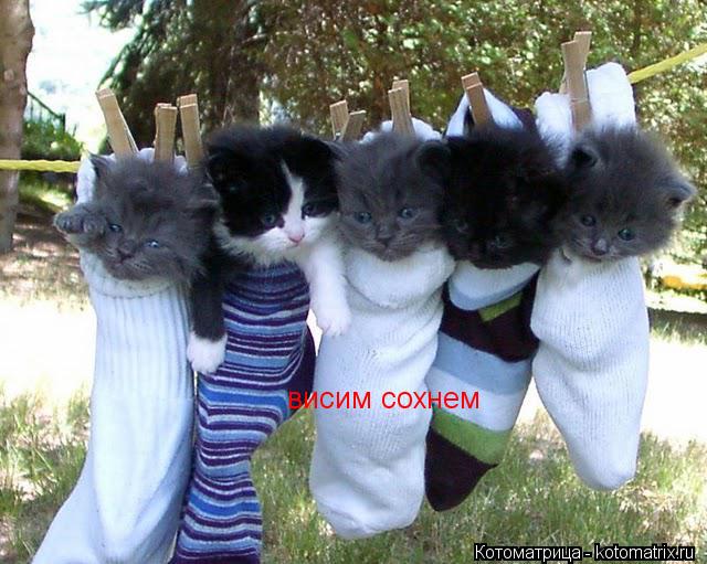 висим сохнем... Котоматрица: висим сохнем