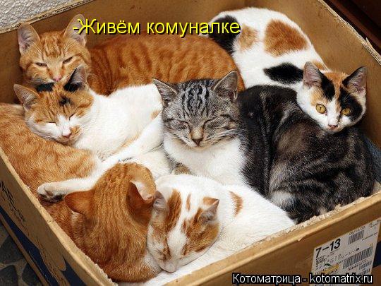 -Живём комуналке... Котоматрица: -Живём комуналке