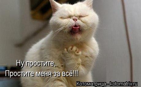 Простите меня за всё!!! Ну простите,... Котоматрица: Простите меня за всё!!! Ну простите,