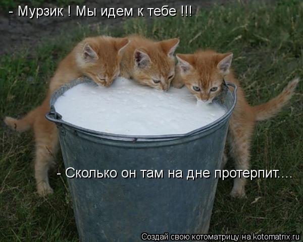 - Мурзик ! Мы идем к тебе !!! - Сколько он там на дне протерпит....... Котоматрица: - Мурзик ! Мы идем к тебе !!! - Сколько он там на дне протерпит....