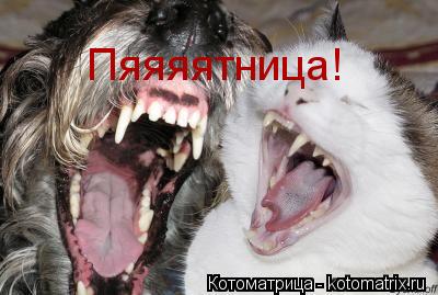 Пяяяятница!... Котоматрица: Пяяяятница!