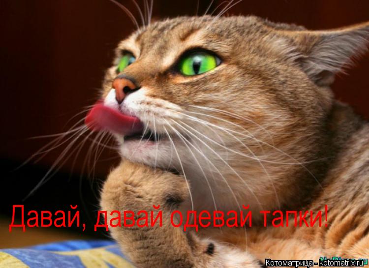 Давай, давай одевай тапки!... Котоматрица: Давай, давай одевай тапки!