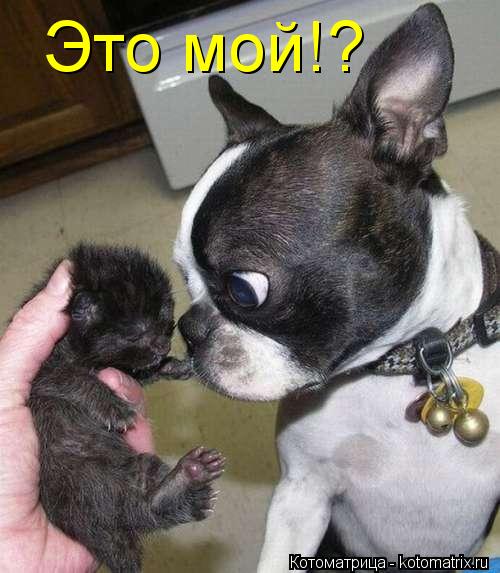 Это мой!?... Котоматрица: Это мой!?