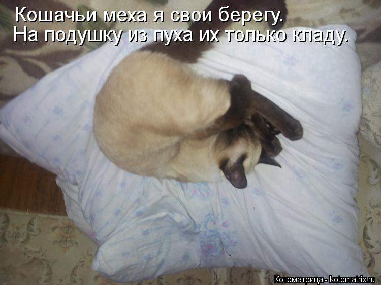 Кошачьи меха я свои берегу. На подушку из пуха их только кладу.... Котоматрица: Кошачьи меха я свои берегу. На подушку из пуха их только кладу.