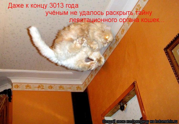 Даже к концу 3013 года учёным не удалось раскрыть тайну левитационного органа кошек...... Котоматрица: Даже к концу 3013 года учёным не удалось раскрыть тайну левитационного органа кошек...