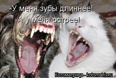 -У меня зубы длиннее! -А у меня острее!... Котоматрица: -У меня зубы длиннее! -А у меня острее!
