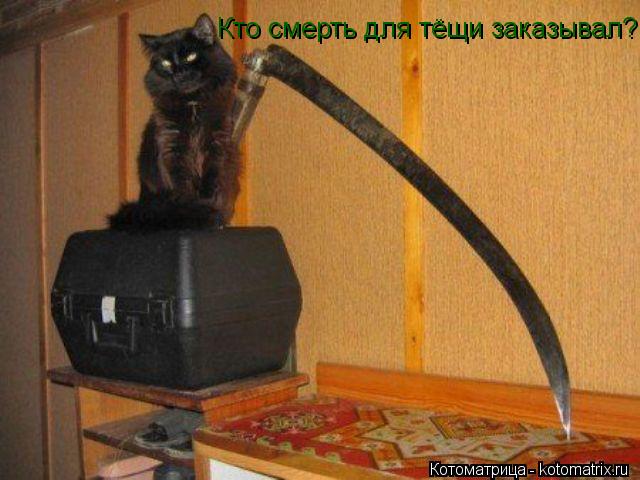 Кто смерть для тёщи заказывал?... Котоматрица: Кто смерть для тёщи заказывал?