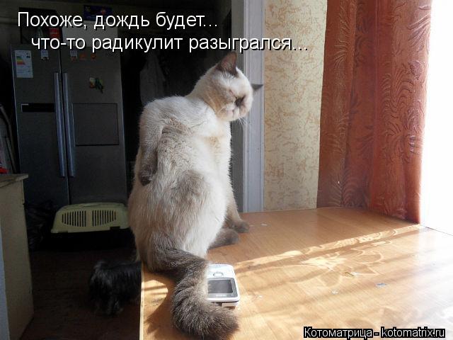 Похоже, дождь будет... что-то радикулит разыгрался...... Котоматрица: Похоже, дождь будет... что-то радикулит разыгрался...