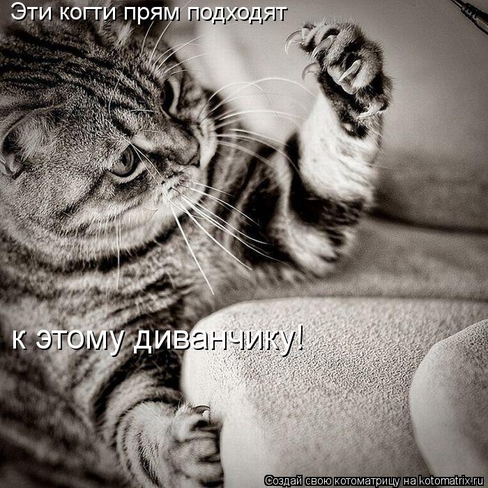 Эти когти прям подходят к этому диванчику!... Котоматрица: Эти когти прям подходят к этому диванчику!