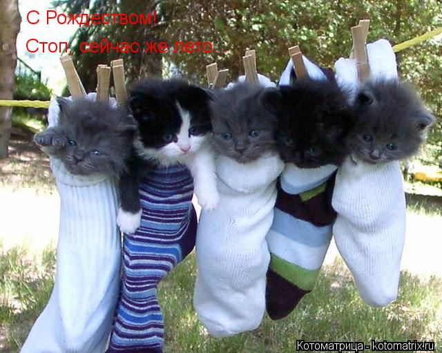 С Рождеством! Стоп, сейчас же лето...... Котоматрица: С Рождеством! Стоп, сейчас же лето...