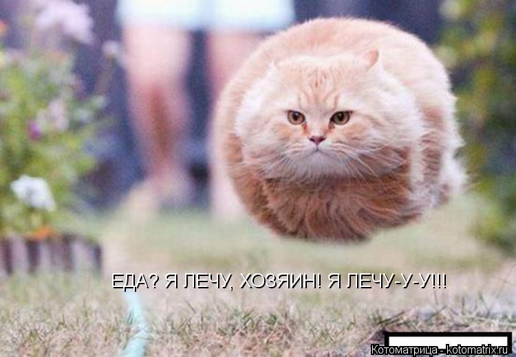 ЕДА? Я ЛЕЧУ, ХОЗЯИН! Я ЛЕЧУ-У-У!!!... Котоматрица: ЕДА? Я ЛЕЧУ, ХОЗЯИН! Я ЛЕЧУ-У-У!!!