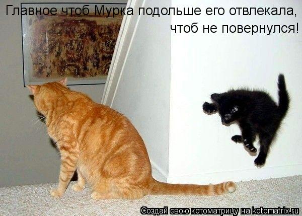 Главное чтоб Мурка подольше его отвлекала, чтоб не повернулся!... Котоматрица: Главное чтоб Мурка подольше его отвлекала, чтоб не повернулся!