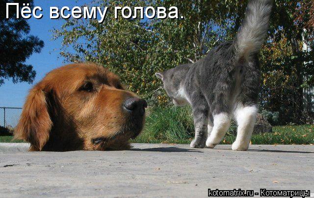 Пёс всему голова.... Котоматрица: Пёс всему голова.